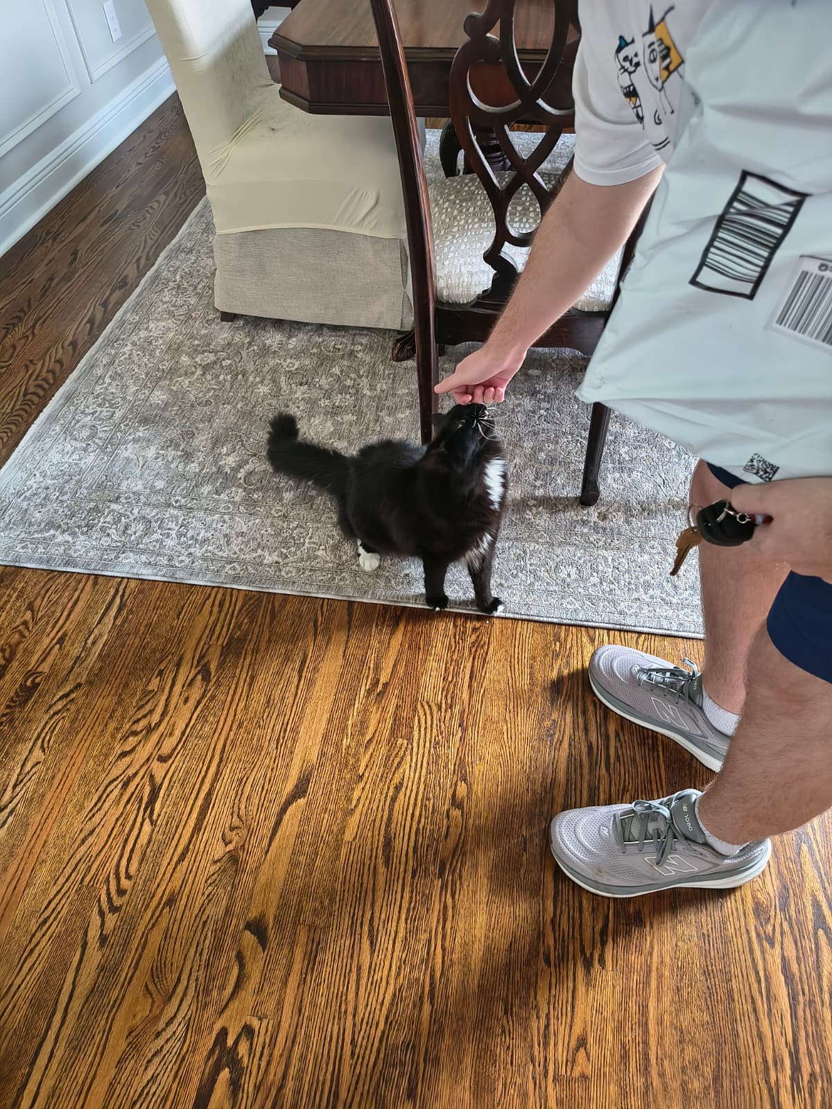 cat being pet